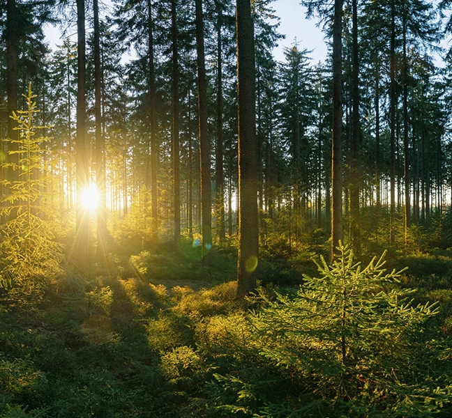 green forest trees and sunshine